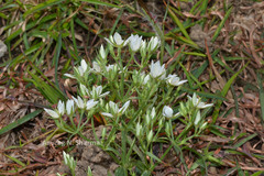 Swertia angustifolia var. pulchella